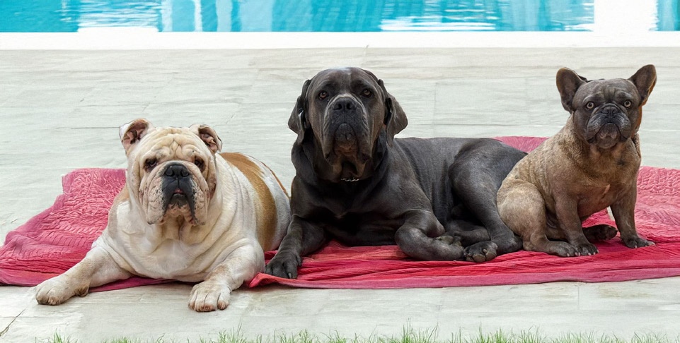 Barnie, Bruno y Ares, los tres perros de la familia, junto a la piscina de la finca
